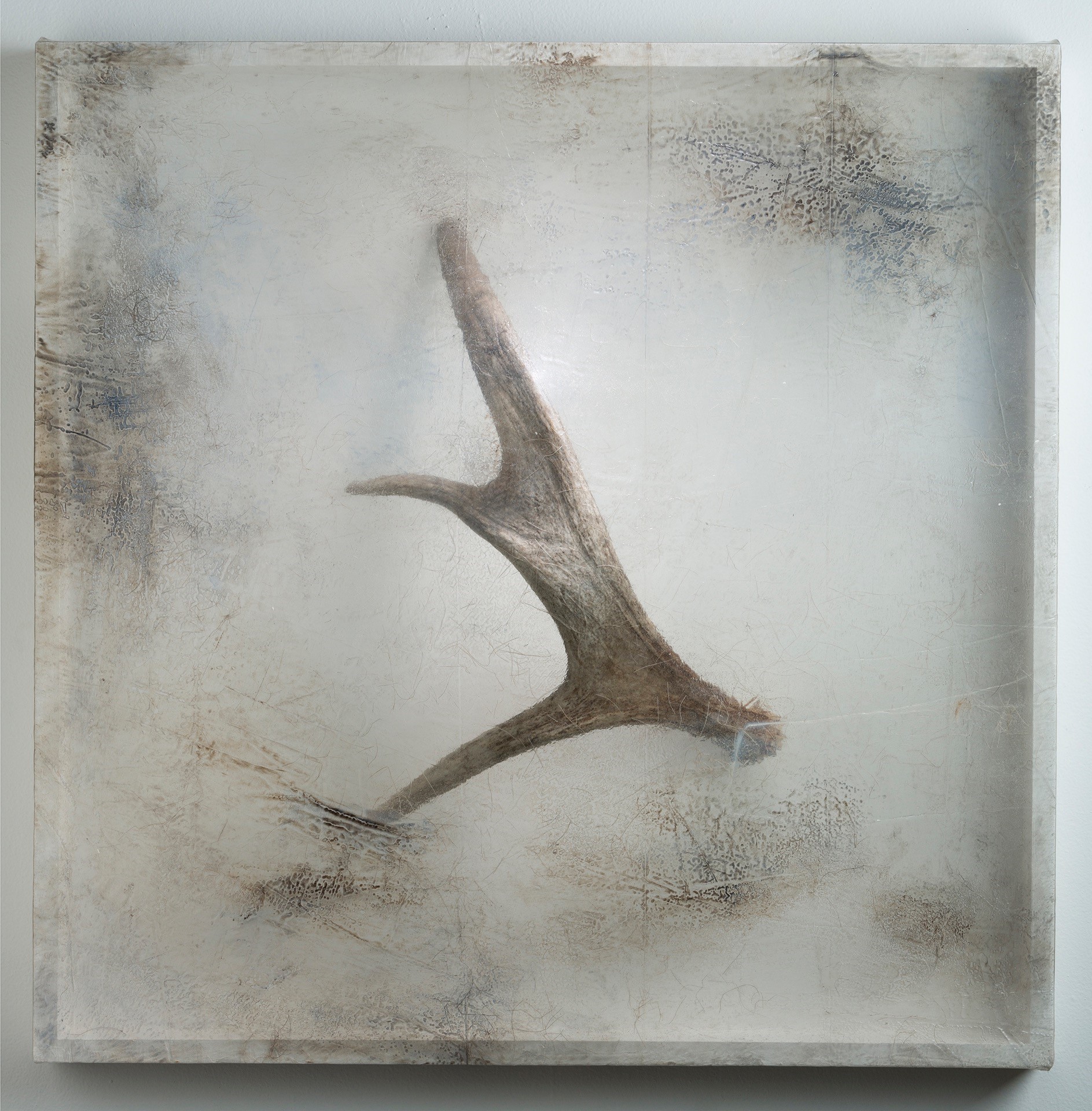 remnant_moose_antler_2016.jpg